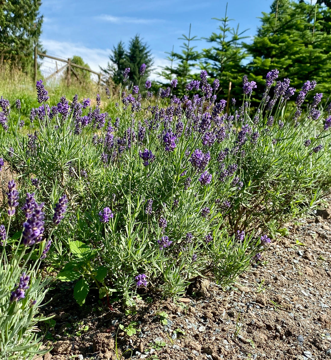 How Lavender Essential Oil is Distilled at Liebe Lavender