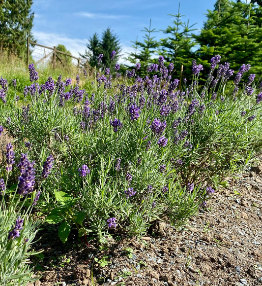 How Lavender Essential Oil is Distilled at Liebe Lavender