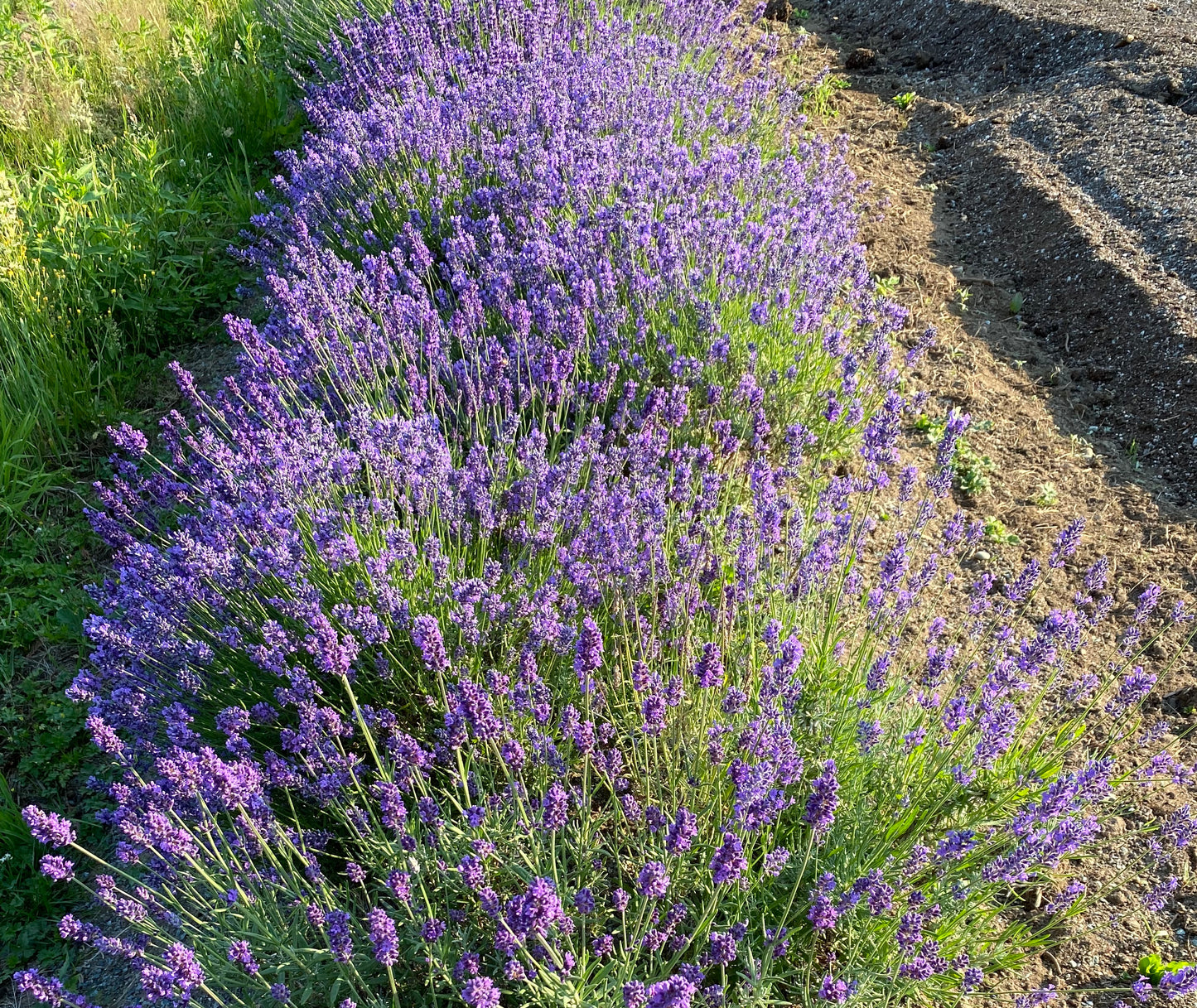 Pure Lavender Essential Oil - Lavandula Angustifolia
