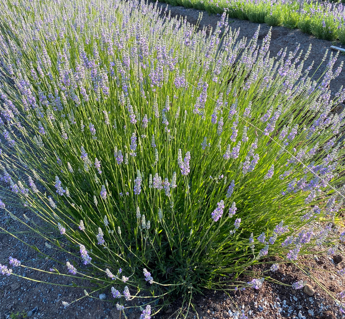 Pure Lavender Essential Oil - Lavandula x Intermedia