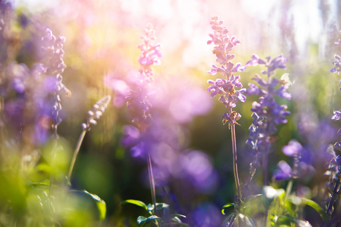 Growing Lavender in the Fraser Valley: What Actually Works (and What Usually Doesn’t) 💜🌿