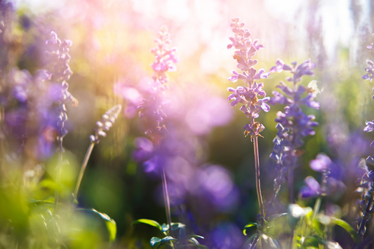 Growing Lavender in the Fraser Valley: What Actually Works (and What Usually Doesn’t) 💜🌿