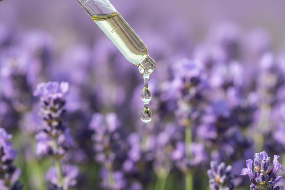 How Can I Use Lavender Essential Oil in My Life?