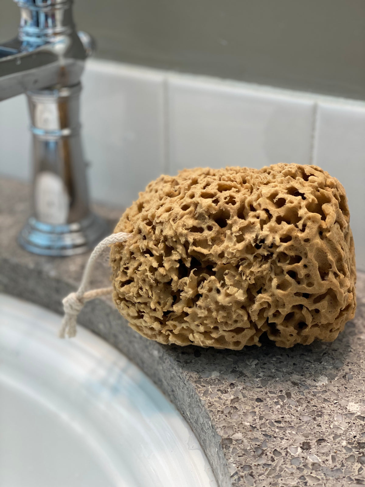 Honeycomb Sea Sponge - Large