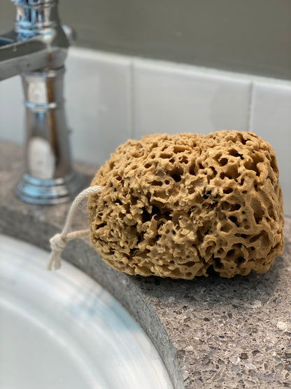 Honeycomb Sea Sponge - Large