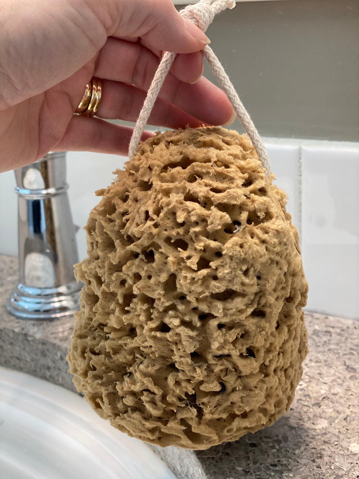 Honeycomb Sea Sponge - Large