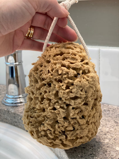 Honeycomb Sea Sponge - Large